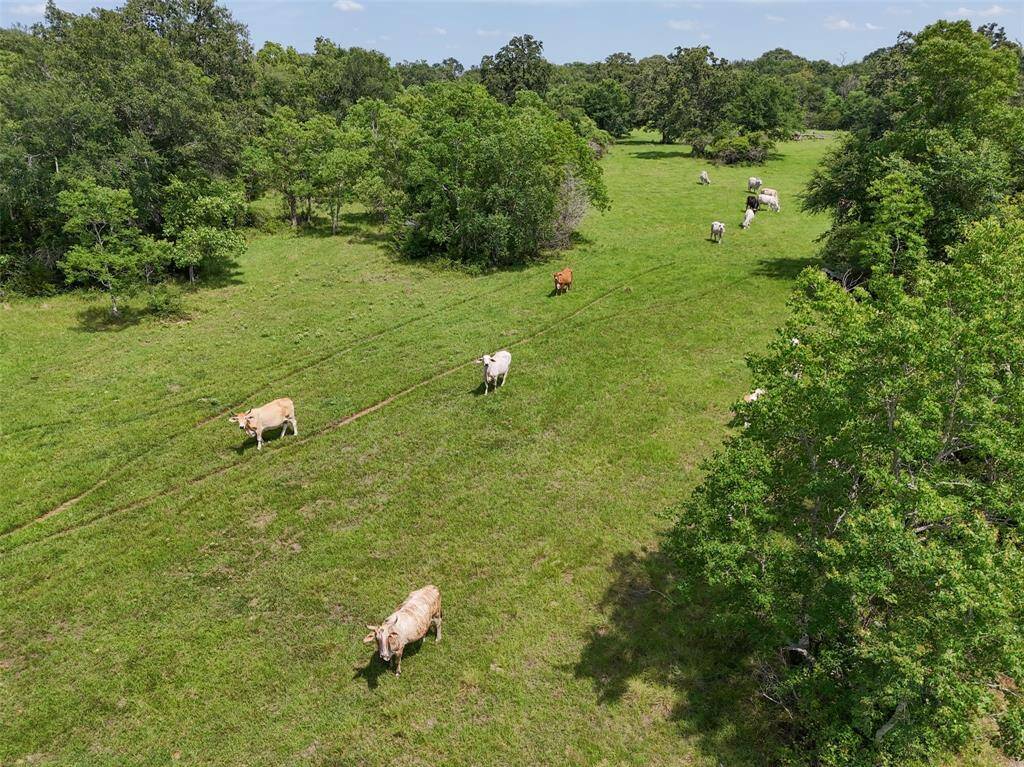 View of cattle on the property.